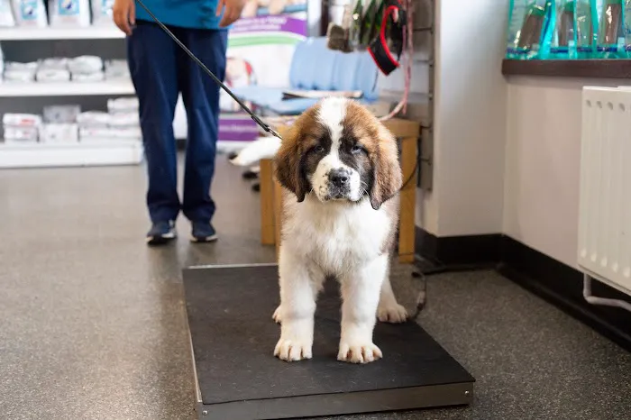 Fenaghy Veterinary Clinic Picture 10