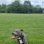 Ballymena Pet Vets