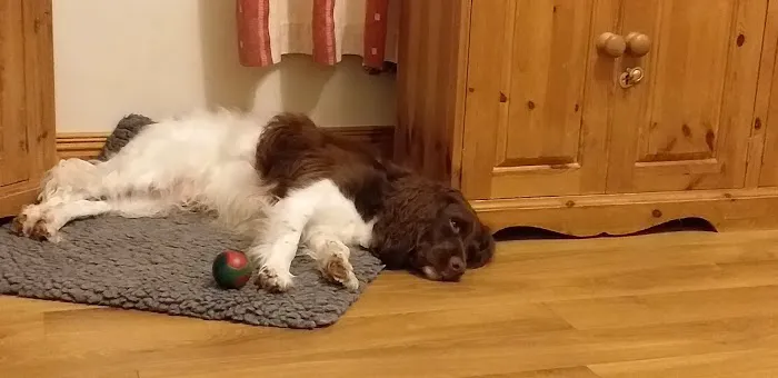 Ballymena Pet Vets Picture 2
