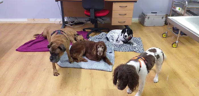 Ballymena Pet Vets Picture 5