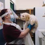 Grove Vets, Ballymena