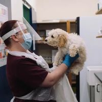 Grove Vets, Ballymena ico