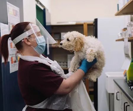 Grove Vets, Ballymena