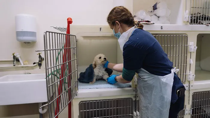 Grove Vets, Ballymena Picture 3