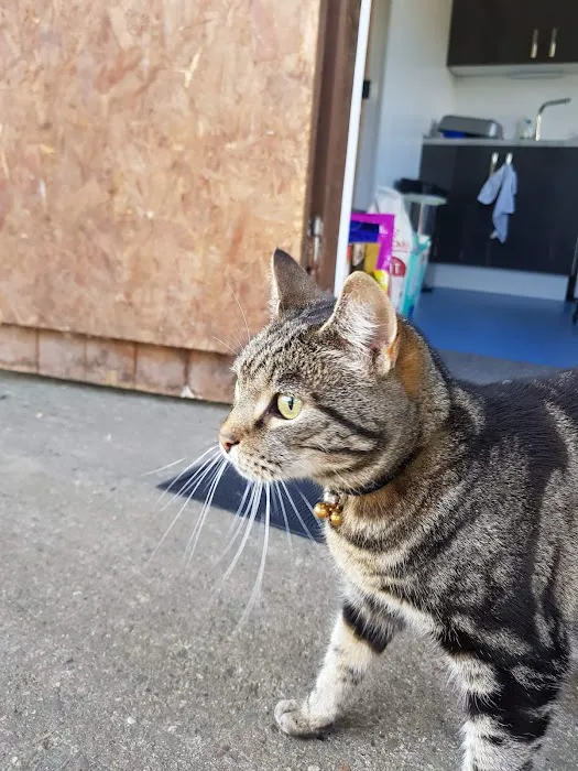 The Stables Cattery Aldergrove Picture 1