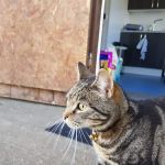 The Stables Cattery Aldergrove