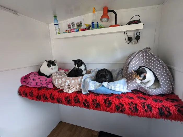 The Stables Cattery Aldergrove Picture 5