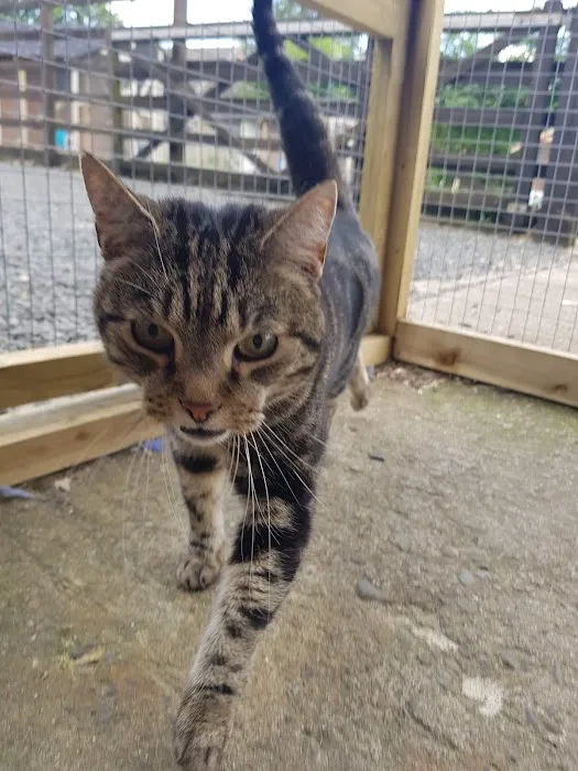 The Stables Cattery Aldergrove Picture 4
