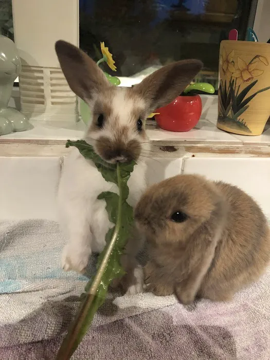 Falsgrave Petshop Picture 5