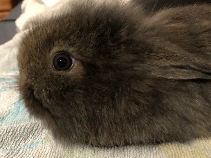 Falsgrave Petshop Picture 7