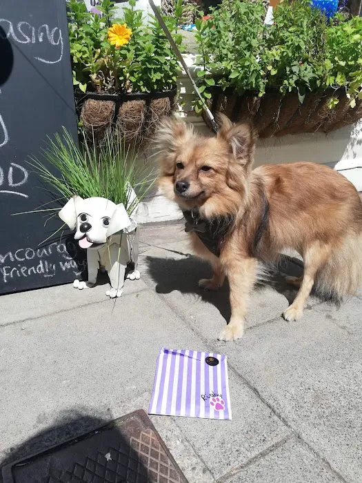 Purple Pup for dogs and their humans (Yorkshire's first canine enrichment shop) Picture 2