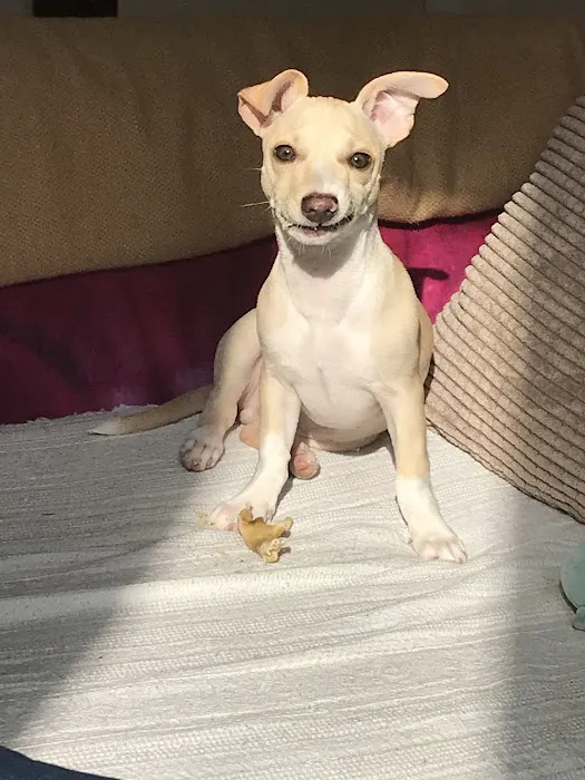 Purple Pup for dogs and their humans (Yorkshire's first canine enrichment shop) Picture 4