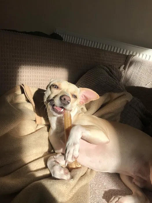 Purple Pup for dogs and their humans (Yorkshire's first canine enrichment shop) Picture 5