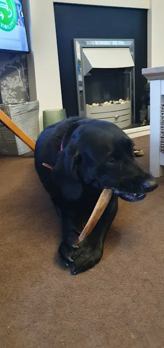 Purple Pup for dogs and their humans (Yorkshire's first canine enrichment shop) Picture 9