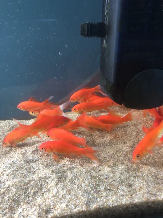 Whitby Pet Shop LTD Picture 6