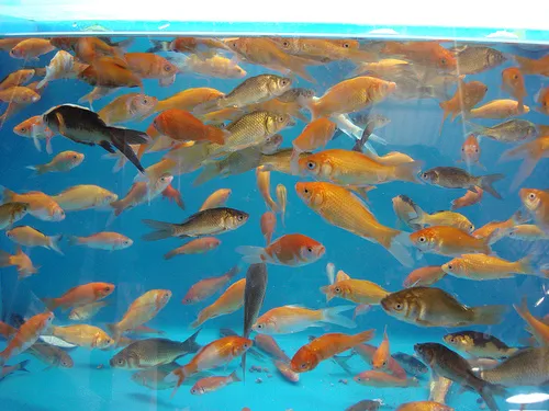 Whitby Pet Shop LTD Picture 10