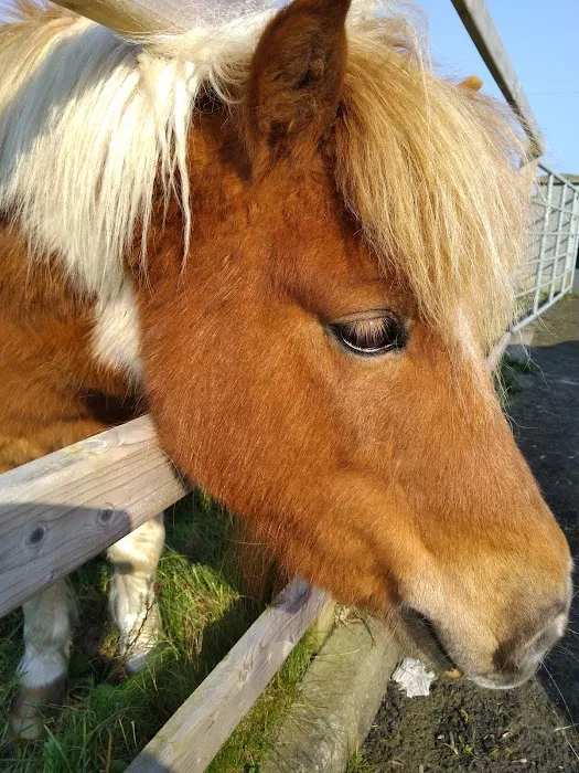 Glenshane Vets Picture 3