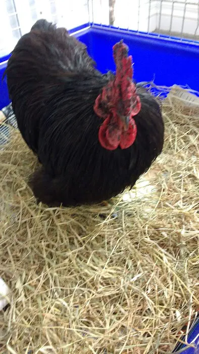 Glenshane Vets Picture 9