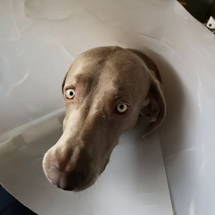 Drumrainey Veterinary Surgery Picture 1
