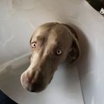 Drumrainey Veterinary Surgery