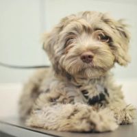 Craemill Veterinary Clinic ico