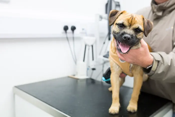 Glenshane Vets Picture 2