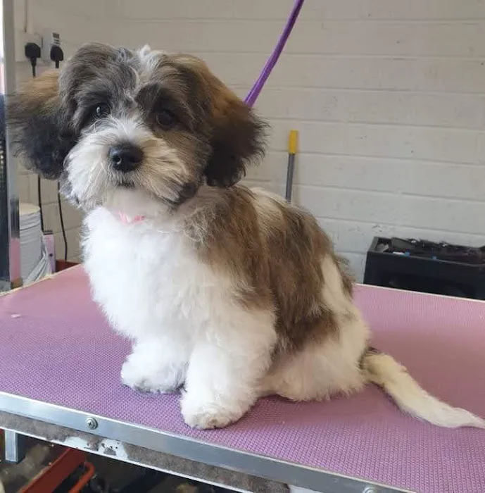 Garvagh Veterinary Clinic Picture 4