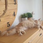 Garvagh Veterinary Clinic