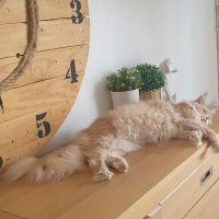 Garvagh Veterinary Clinic ico