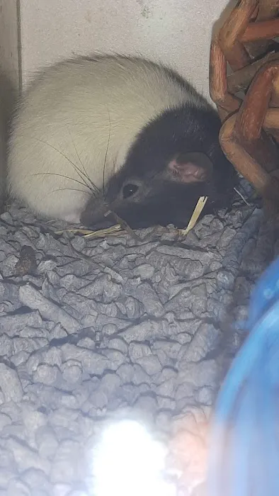 Pets at Home Coleraine Picture 6