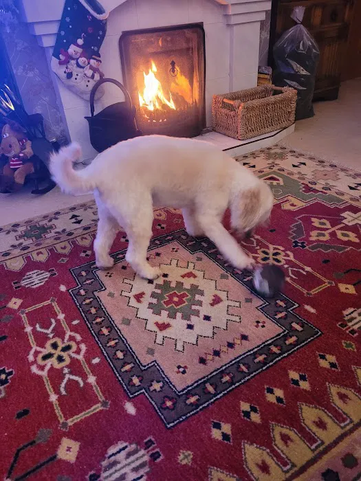 Pets at Home Coleraine Picture 5