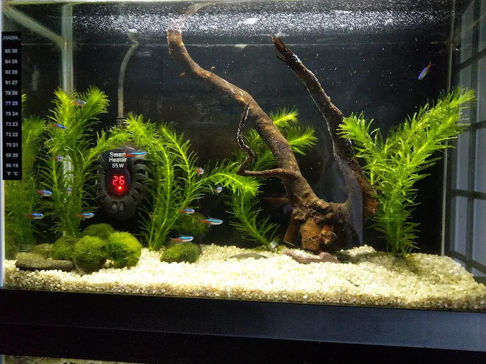 Pets at Home Coleraine Picture 7