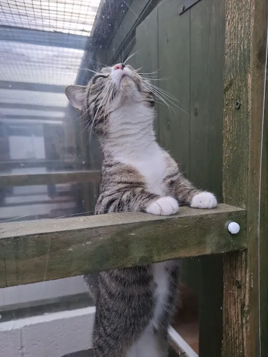 Pawprints Cattery Picture 3