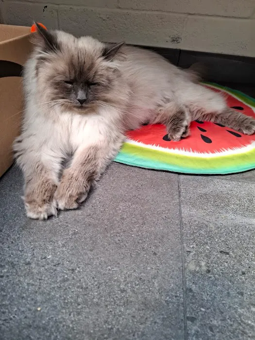Pawprints Cattery Picture 5