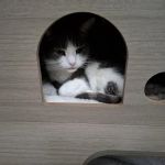 Pawprints Cattery