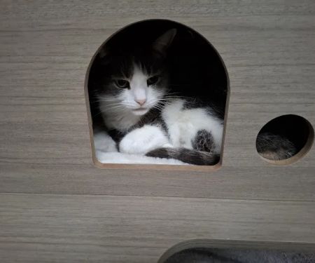 Pawprints Cattery