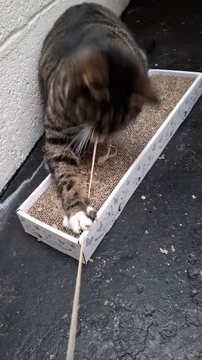 Pawprints Cattery Picture 4