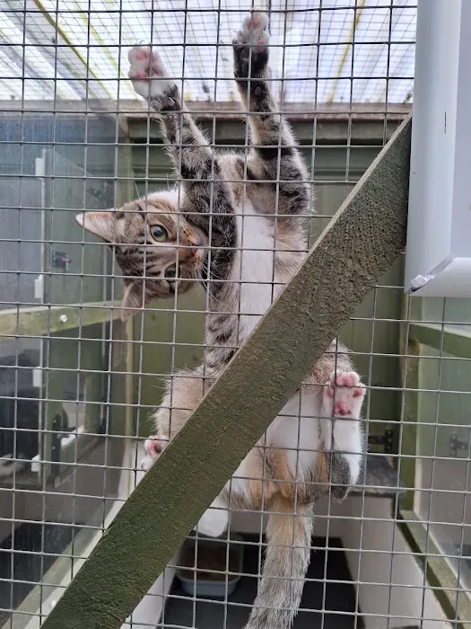 Pawprints Cattery Picture 8