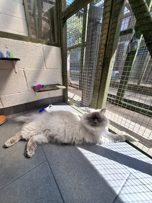 Pawprints Cattery Picture 7