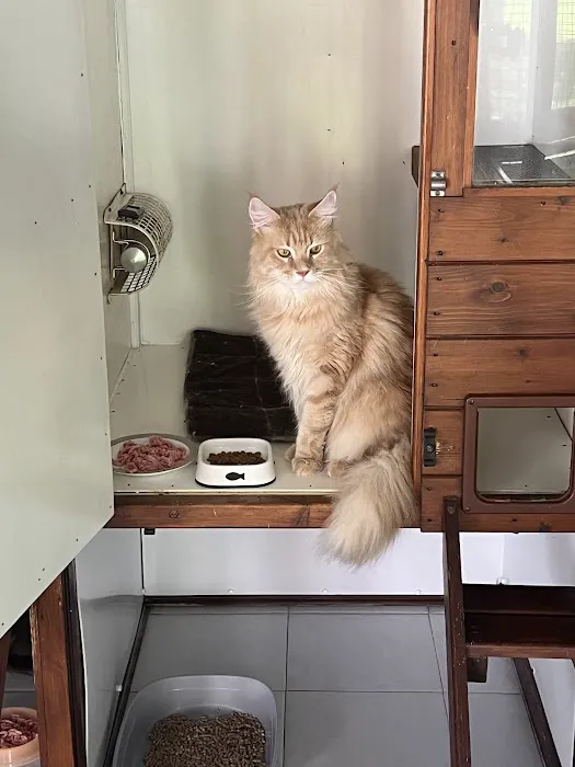 Little Glen Cattery Picture 3