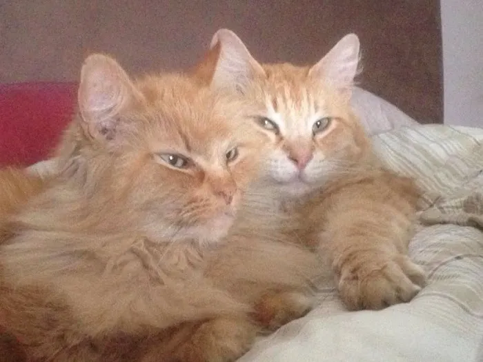 Little Glen Cattery Picture 1