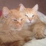 Little Glen Cattery