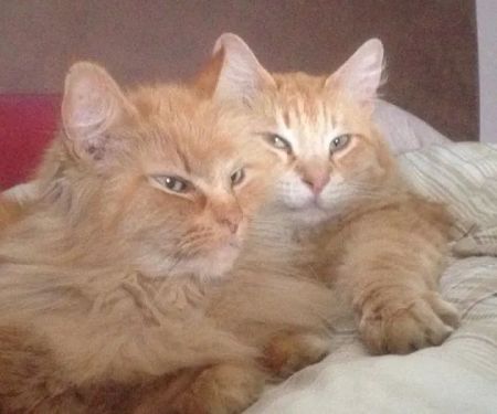Little Glen Cattery