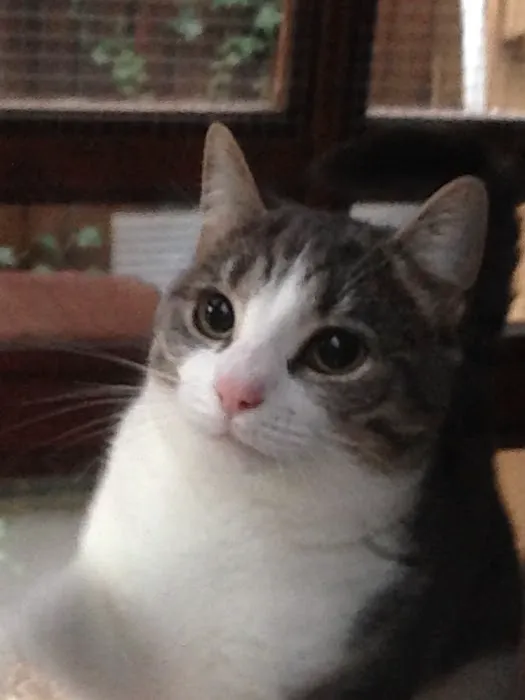 Little Glen Cattery Picture 5