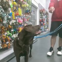 Jollyes - The Pet People Cookstown ico