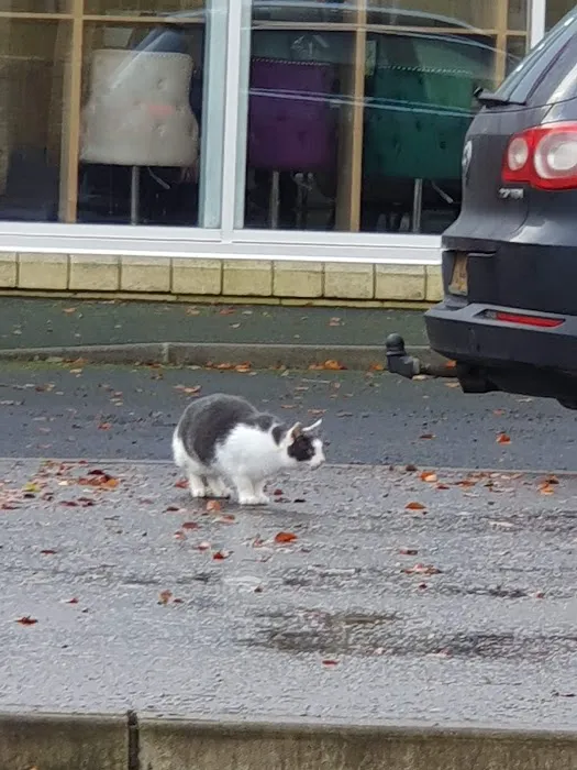 Jollyes - The Pet People Cookstown Picture 5