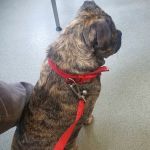 The Park Vet Group in East Leicestershire