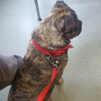 The Park Vet Group in East Leicestershire ico