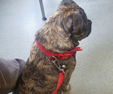 The Park Vet Group in East Leicestershire