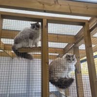 Furry Friends Petcare Services ico